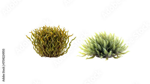 Seaweed on transparent background png