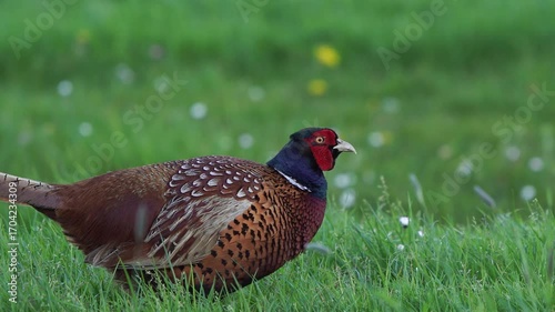 A beautiful male common pheasant (Phasianus colchicus) foraging in a meadow and preening its feathers