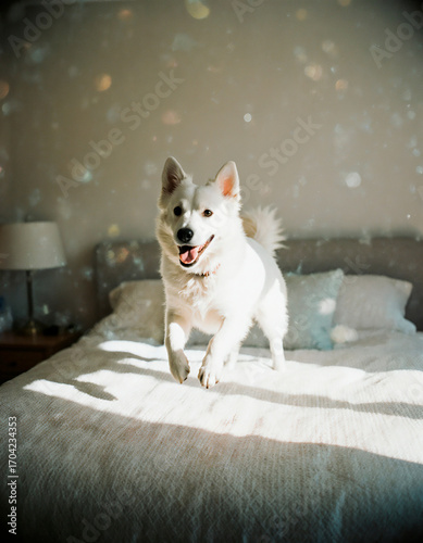 Excited White Dog Jumping on a Bed in a Bright Sunlit Room