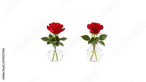 Rose on transparent background png