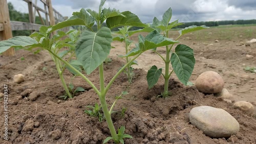 Young Immature Potato Plants Cultivated in the Soil of Agricultural Field or Garden Plot