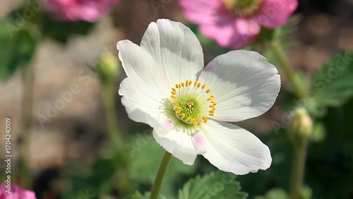 Intimate Close-Up Photograph of Blossoming White Anemone Flower Exhibiting Pale Blush Tint and Vibrant Central Core