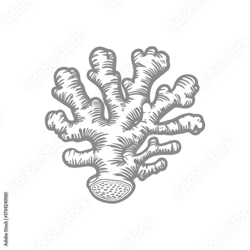 Ginger Root Design Illustration