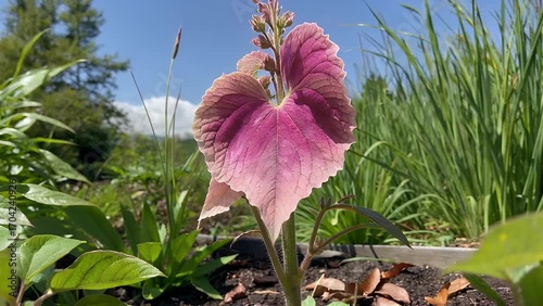 Comprehensive Exploration of the Heuchera Plant Species During the Warm Summer Months