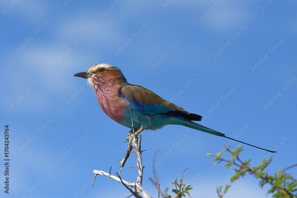 Naklejka premium Gabelracke (Coracias caudatus) im Etoscha Nationalpark in Namibia