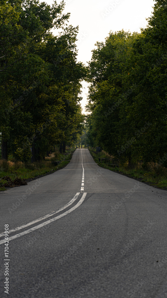 Fototapeta premium Empty Country Road Through Forest in Summer