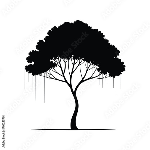 Silhouette of a mature tree with dangling aerial roots and lush canopy on