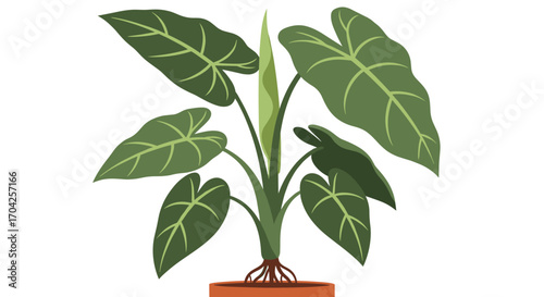 A vibrant green potted plant with large heart shaped leaves and a tall central sprout emerging from its crown