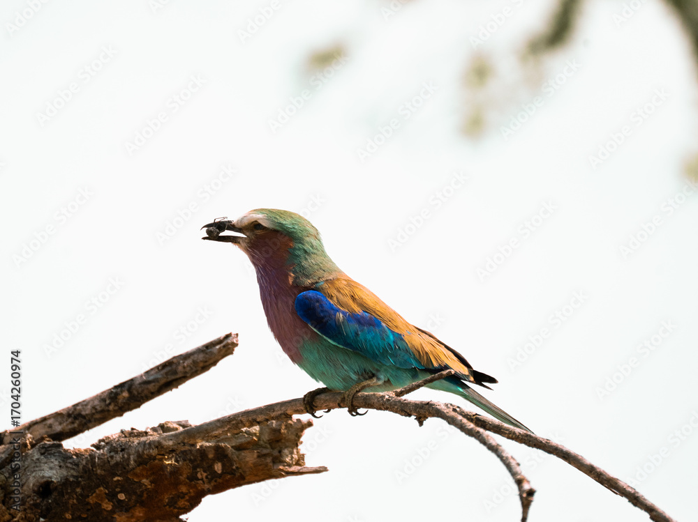Fototapeta premium Lilac-breasted roller perched on a branch with an insect in its beak in Tanzania’s savanna.