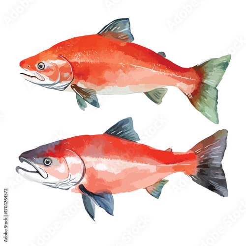 Two Vibrant Watercolor Salmon with Distinctive Fin and Tail Details