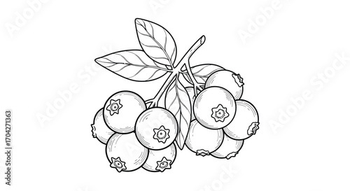 A simple line drawing of a cluster of blueberries on a stem with leaves.