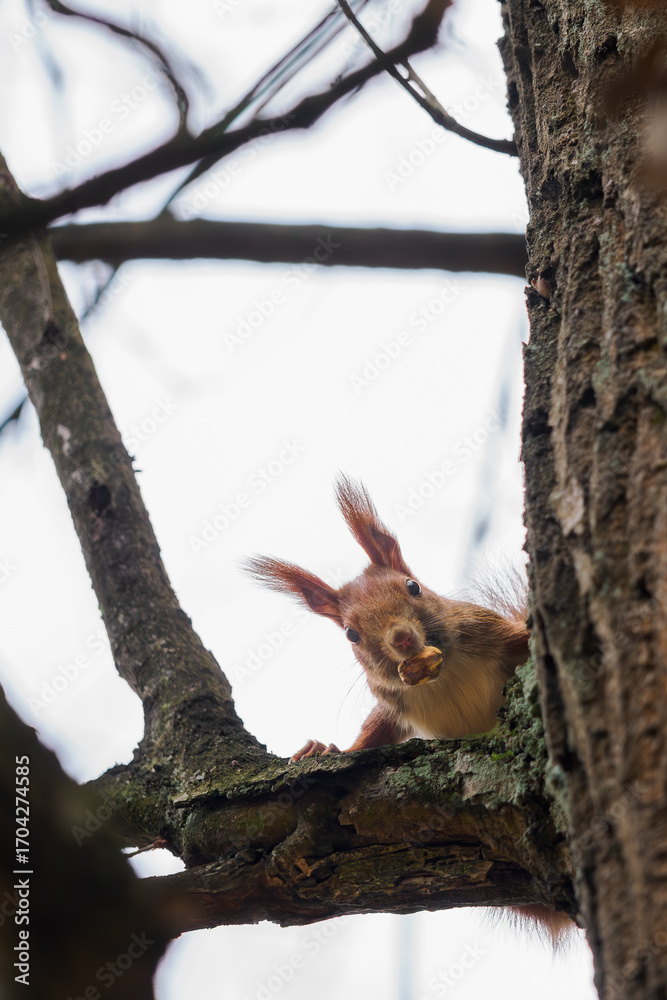 Fototapeta premium squirrel with a nut in its mouth