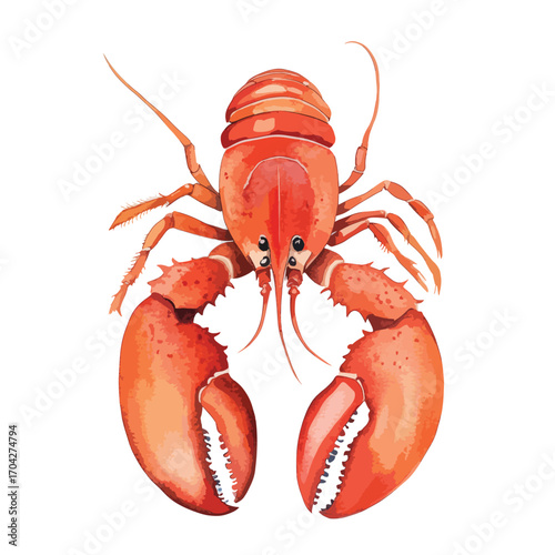 Vivid Watercolor Lobster Overhead View Claws Extended