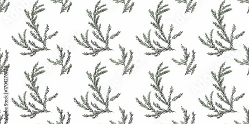 Cedar branch. Hand draw plant seamless pattern