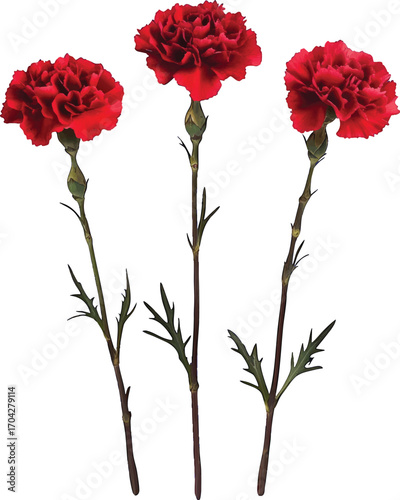 Three vibrant red carnation flowers with green stems and leaves on a white background floral
