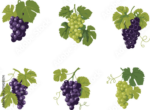 Colorful grape bunches with green leaves, wine fruit illustrations, vineyard harvest clipart, purple and green grapes, realistic vector set.