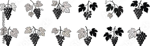 Hand-drawn grapevine illustrations, vintage grape bunch clipart, wine-themed botanical drawings, vineyard fruit sketch, black and white grapes.