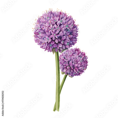 Allium, watercolor illustration vector, isolated on a white background.