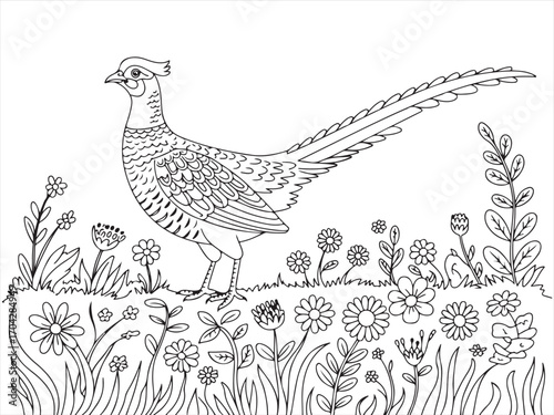 Decorative outline of pheasant bird with meadow plants for coloring sheet