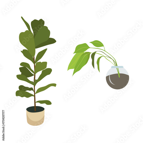 Vector illustration of indoor houseplants in decorative pots