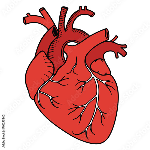 Anatomical illustration of a human heart, showing its chambers and major blood vessels in a vibrant red color.