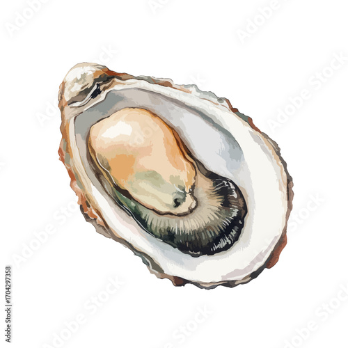 Watercolor Illustration of an Open Oyster Shell with Detailed Texture