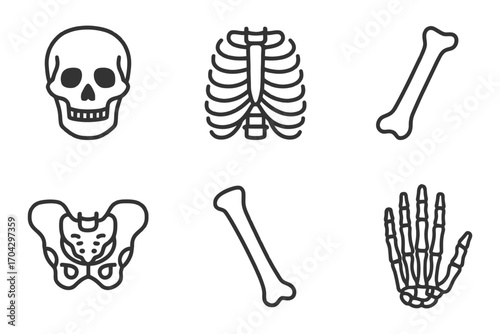 The image is a collection of six different skeletal drawings, including a skull, a rib cage, a hand, a foot, a hip, and a leg. Vector.