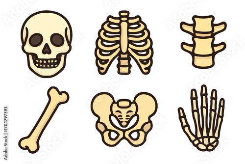 A collection of cartoonish drawings of bones and skeletons. The bones are drawn in various sizes and positions. Vector.