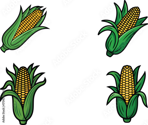Four hand drawn illustrations of corn on the cob