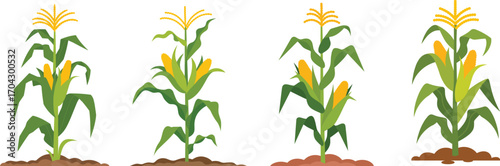 Four stages of corn plant growth illustrated