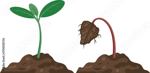 Healthy plant contrasted with a wilting plant in soil