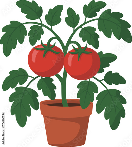 Illustration of a healthy tomato plant with ripe red tomatoes in a terracotta pot