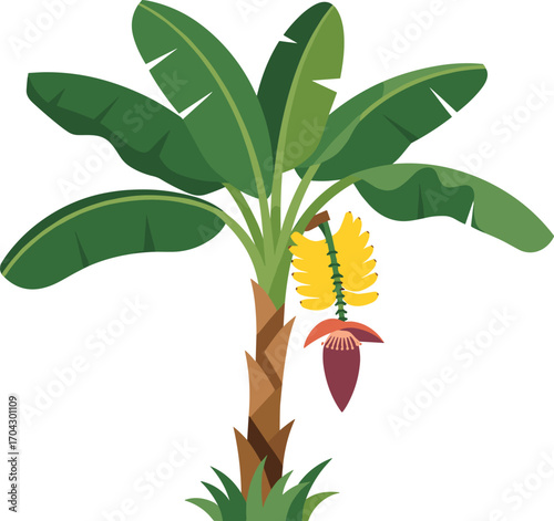 Vibrant banana tree with blooming flower and fruit bunch