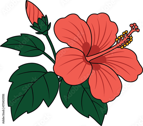 Vibrant coral hibiscus flower with bud and green leaves illustration