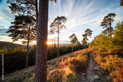 Blühendes Heidekraut am Schauerberg und Kaisergarten in Lambrecht zum Sonnenuntergang