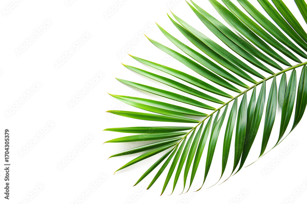Obraz premium Tropical Palm Leaf Corner Frame on White Background