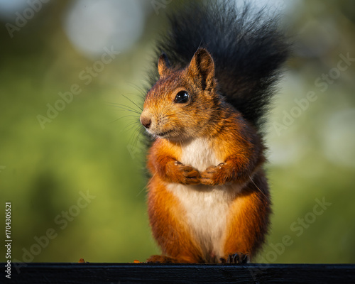 Adorable red squirrel with folded paws on a wooden railing