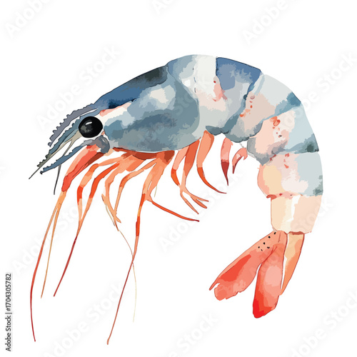 Watercolor Shrimp Illustration with Long Antennae and Curved Body