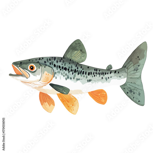 Watercolor Style Gray Trout with Orange Fins