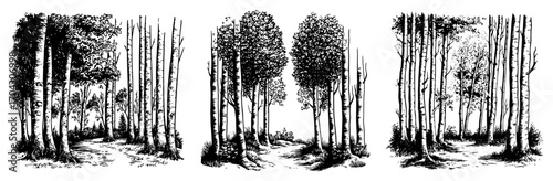 Forest Tree Border Set Vector – Hand-Drawn Woodland Edge Panels with Birch and Aspen Trunks for Scrapbooking, Invitations, Outdoor Logos, Storybooks