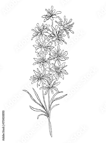 black and white flowers