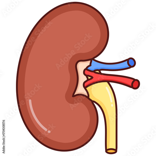 Human Kidney 2D Icon