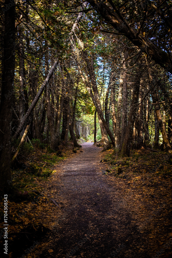 Obraz premium Tranquil forest path surrounded by tall trees in autumn light creates a serene atmosphere for walking