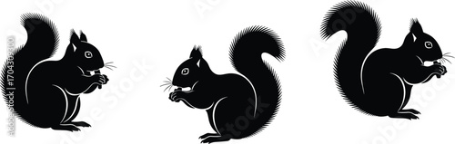 Squirrel, silhouette, black, white, vector, illustration, nut, eating, animal, bushy, tail, posture, profile, sketch, wildlife, nature, cute, design, nibbling, pose