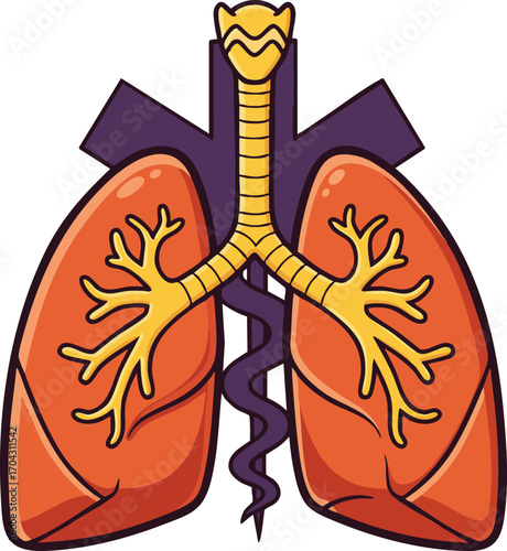 Human lungs anatomy vector illustration with trachea and bronchi in orange and purple colors for medical education and health awareness 