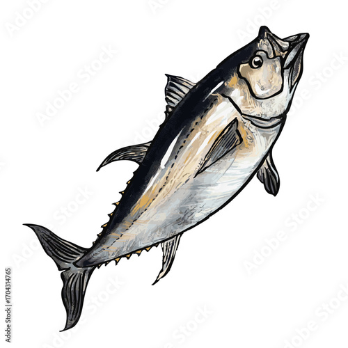 Pacific Bluefin Tuna – Scientific Illustration of Thunnus orientalis