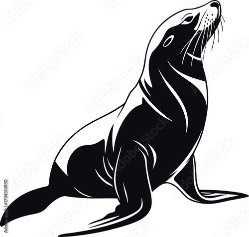 WebWhiskered Sea Lion Pose