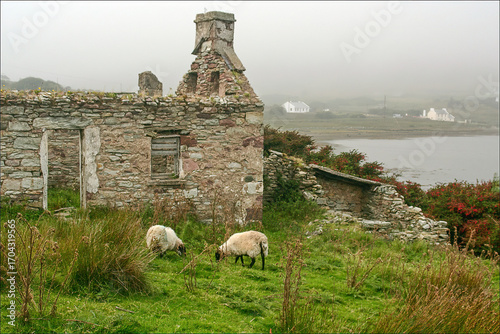 Mayo Blackfaced Mountain Sheep,  and Ruins on Atlantic Drive, Achill Island, County Mayo, Ireland.