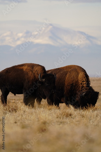 Bison