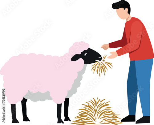 Person Feeding Pink Woolly Sheep with Hay in Simple Flat Style Vector Illustration